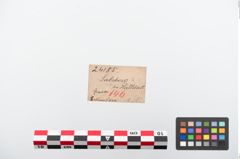 Etiketten zu Bronzekugelkopfnadel (NHMW-PRAE-024185)